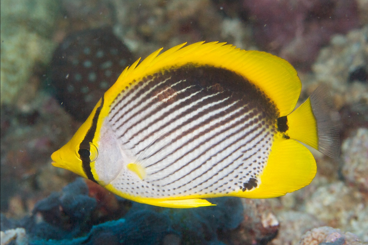 Black-backed butterflyfish