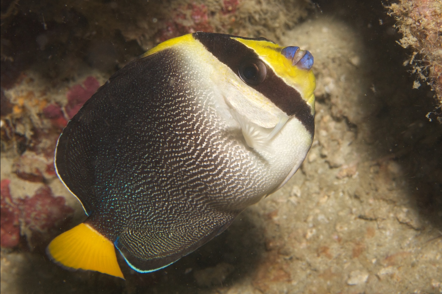 Vermiculated angelfish