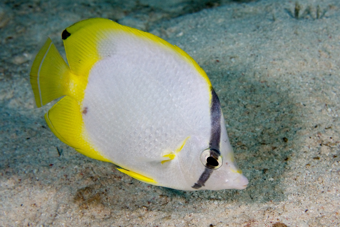 Spotfin butterflyfish