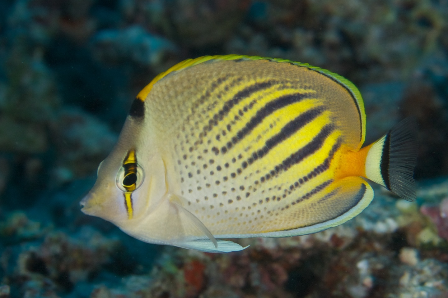 Dot and dash butterflyfish