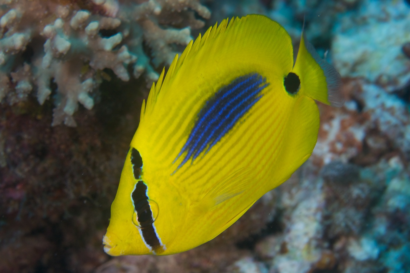 Blue-spot butterflyfish