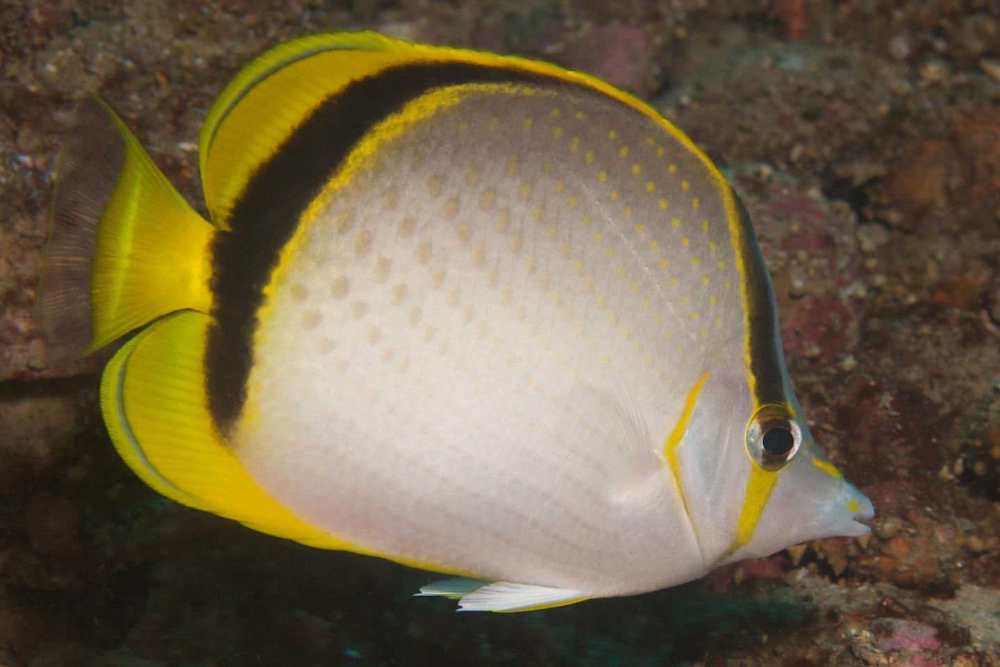 Yellow-dotted butterflyfish