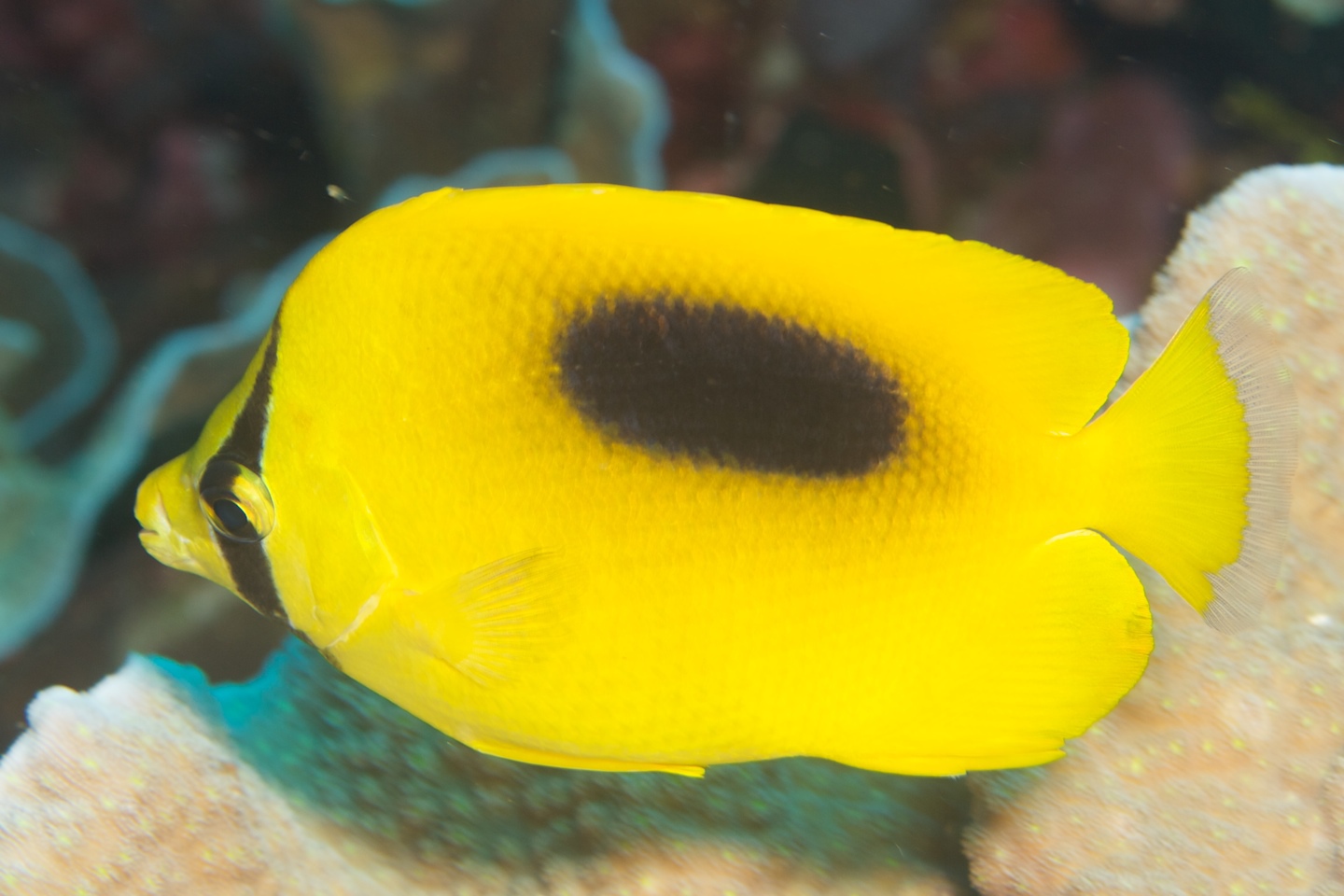 Oval-spot butterflyfish