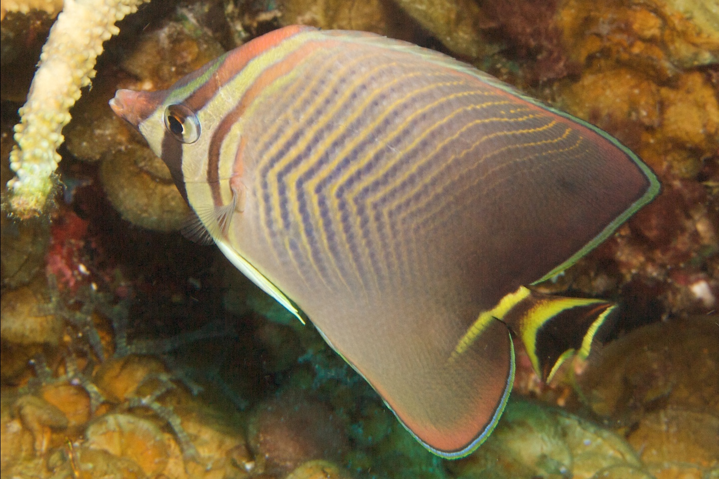 Triangular butterflyfish