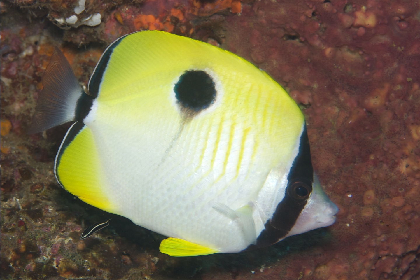 Teardrop butterflyfish