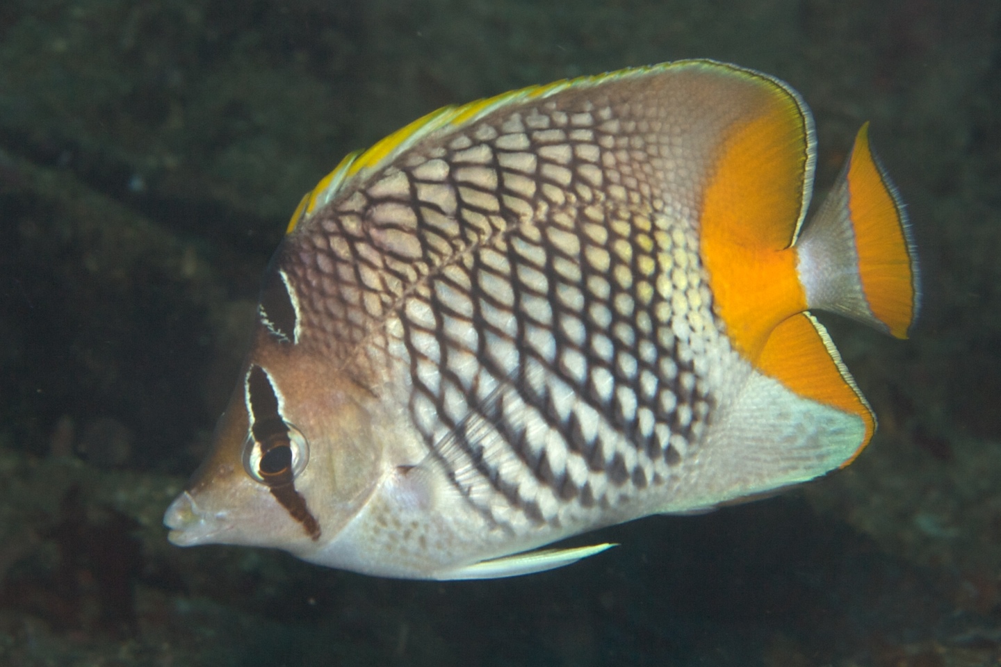 Crosshatch butterflyfish