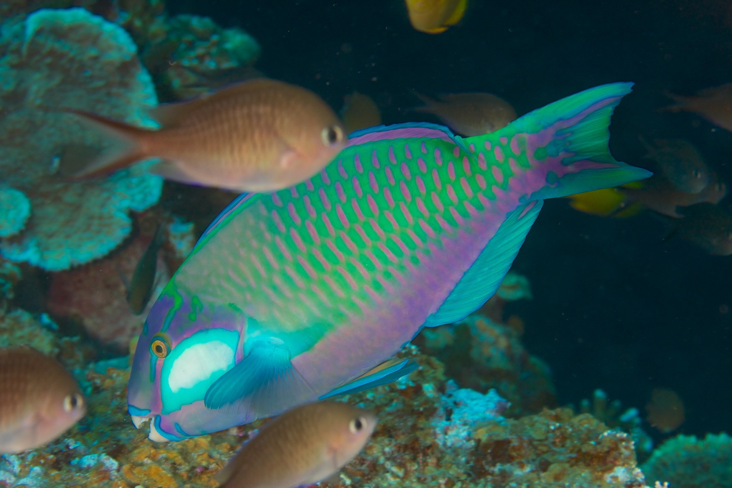 Bleeker's parrotfish