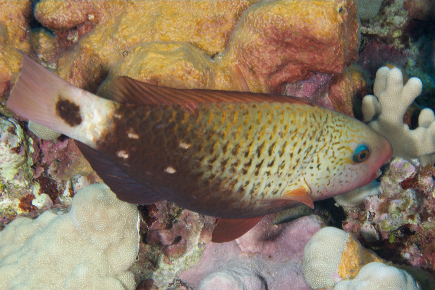 Pacific bullethead parrotfish