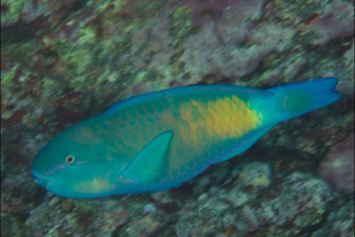 Pacific bullethead parrotfish