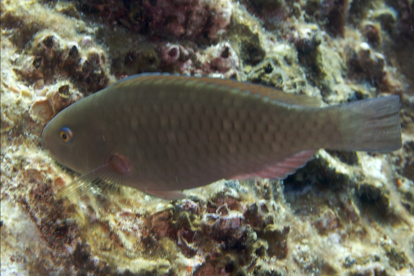 Roundhead parrotfish