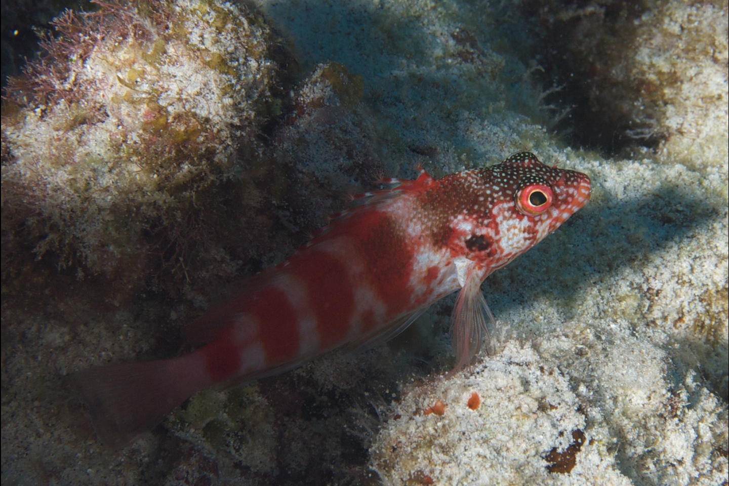Redbarred hawkfish