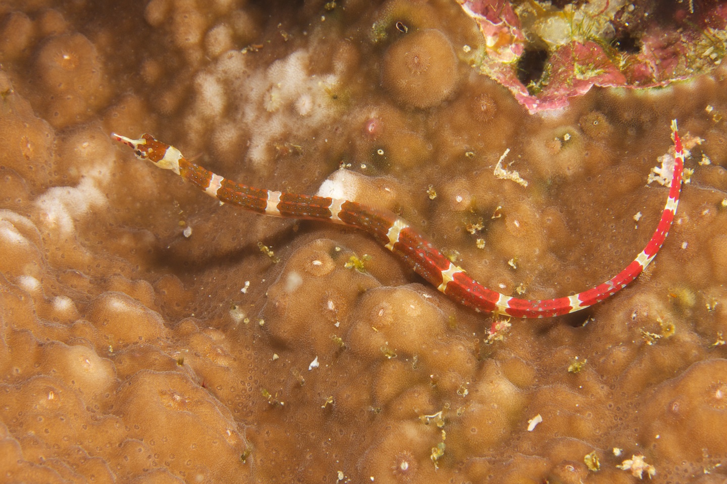 Brown-banded pipefish