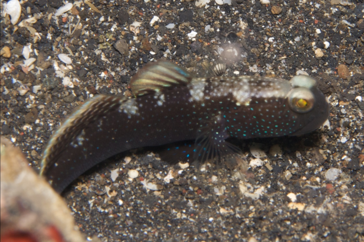 Barred shrimpgoby