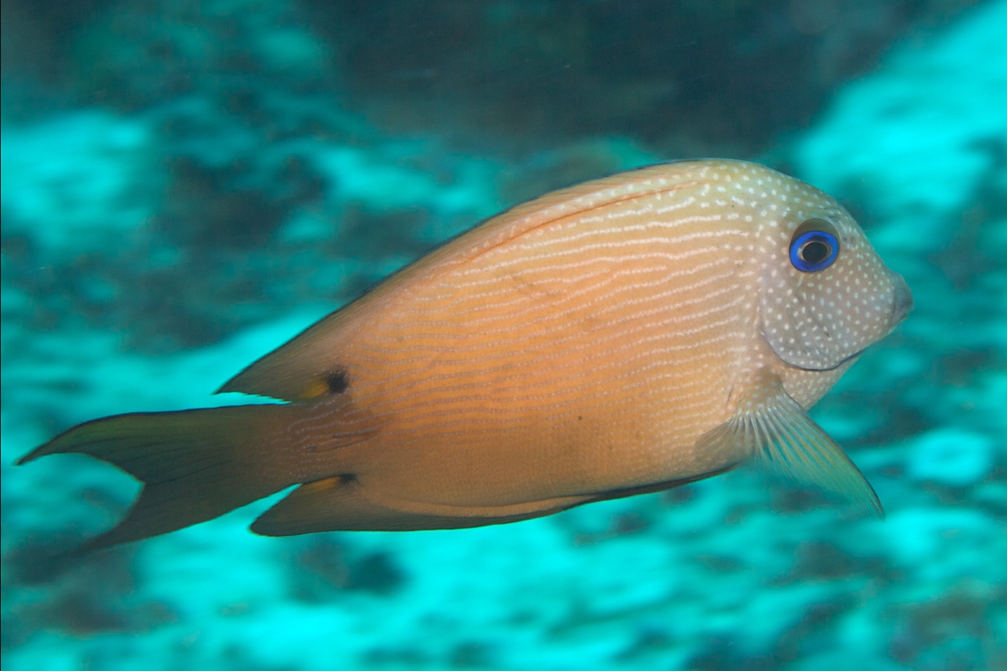 Twospot surgeonfish