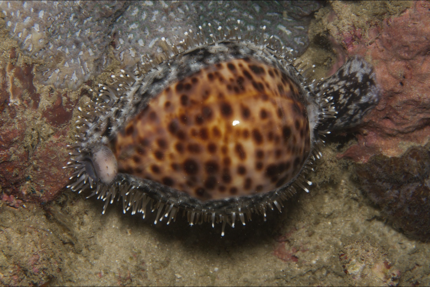Tiger cowrie