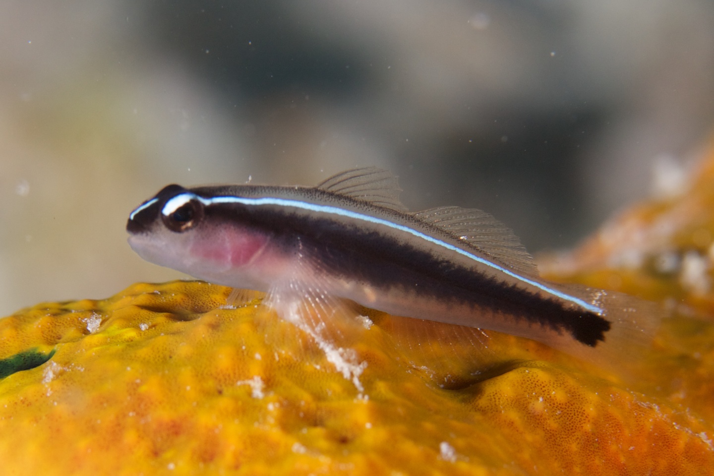 Linesnout goby