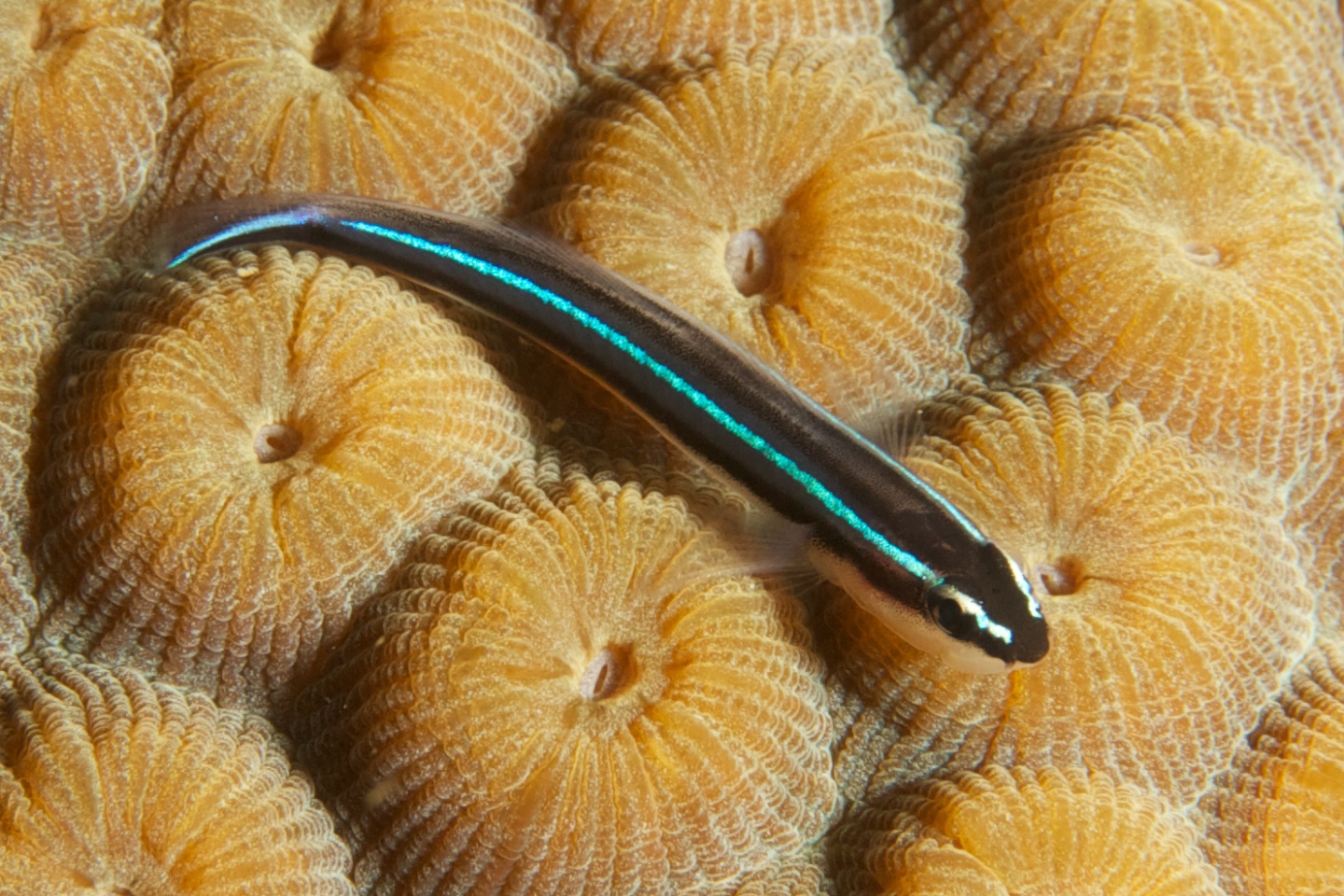 Neon goby