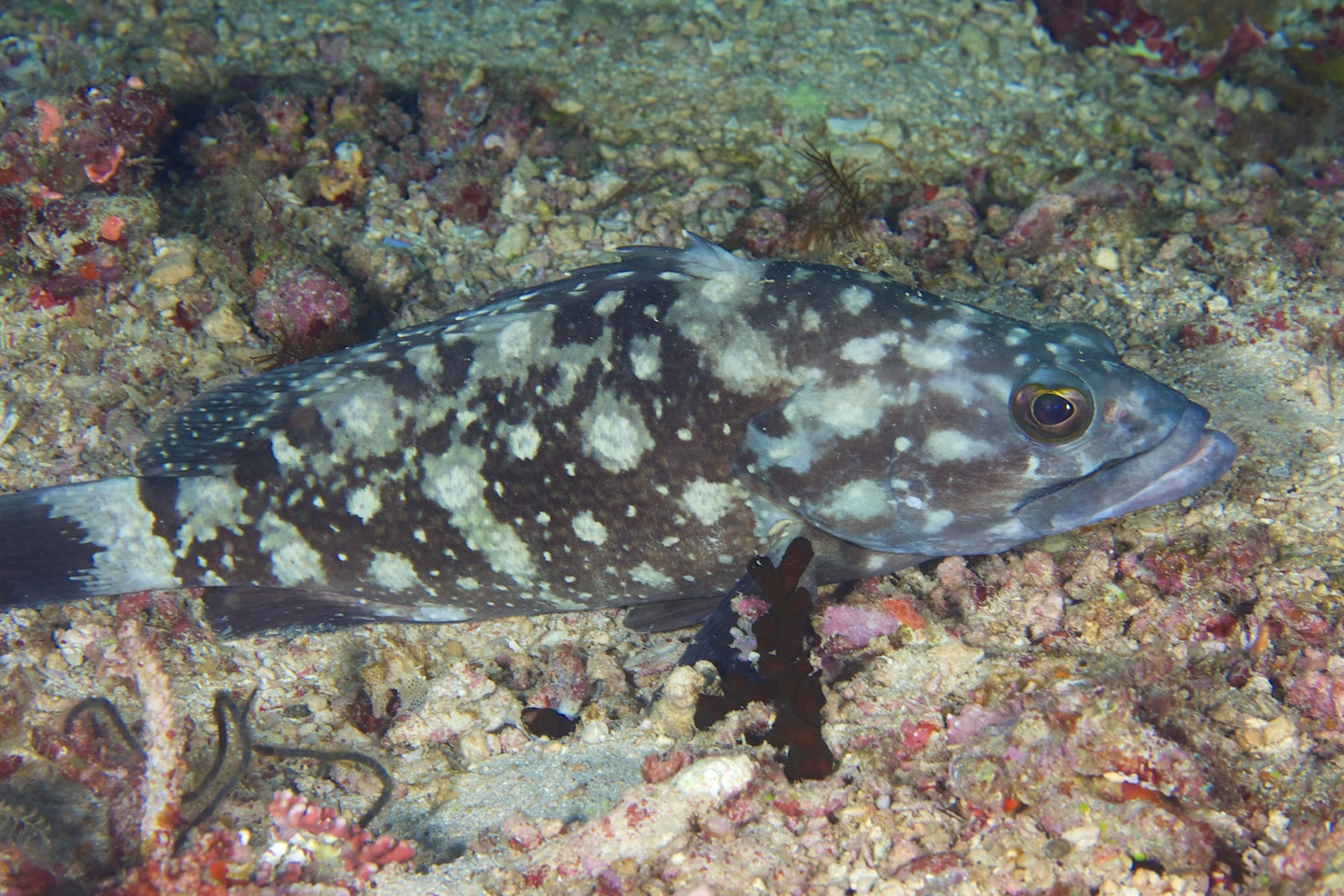 Whitespotted grouper