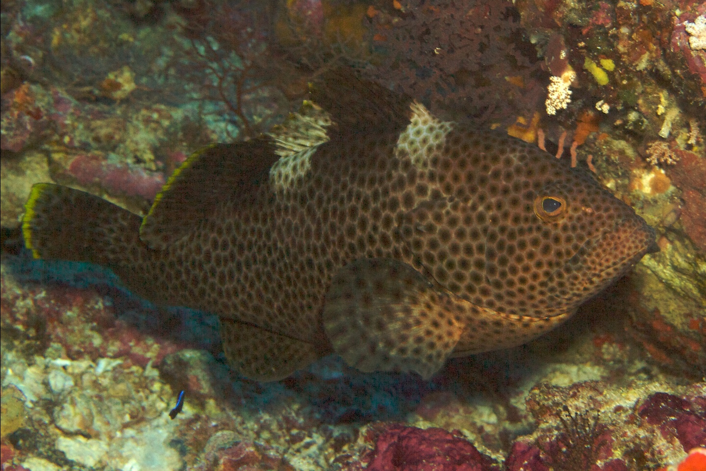 Highfin grouper