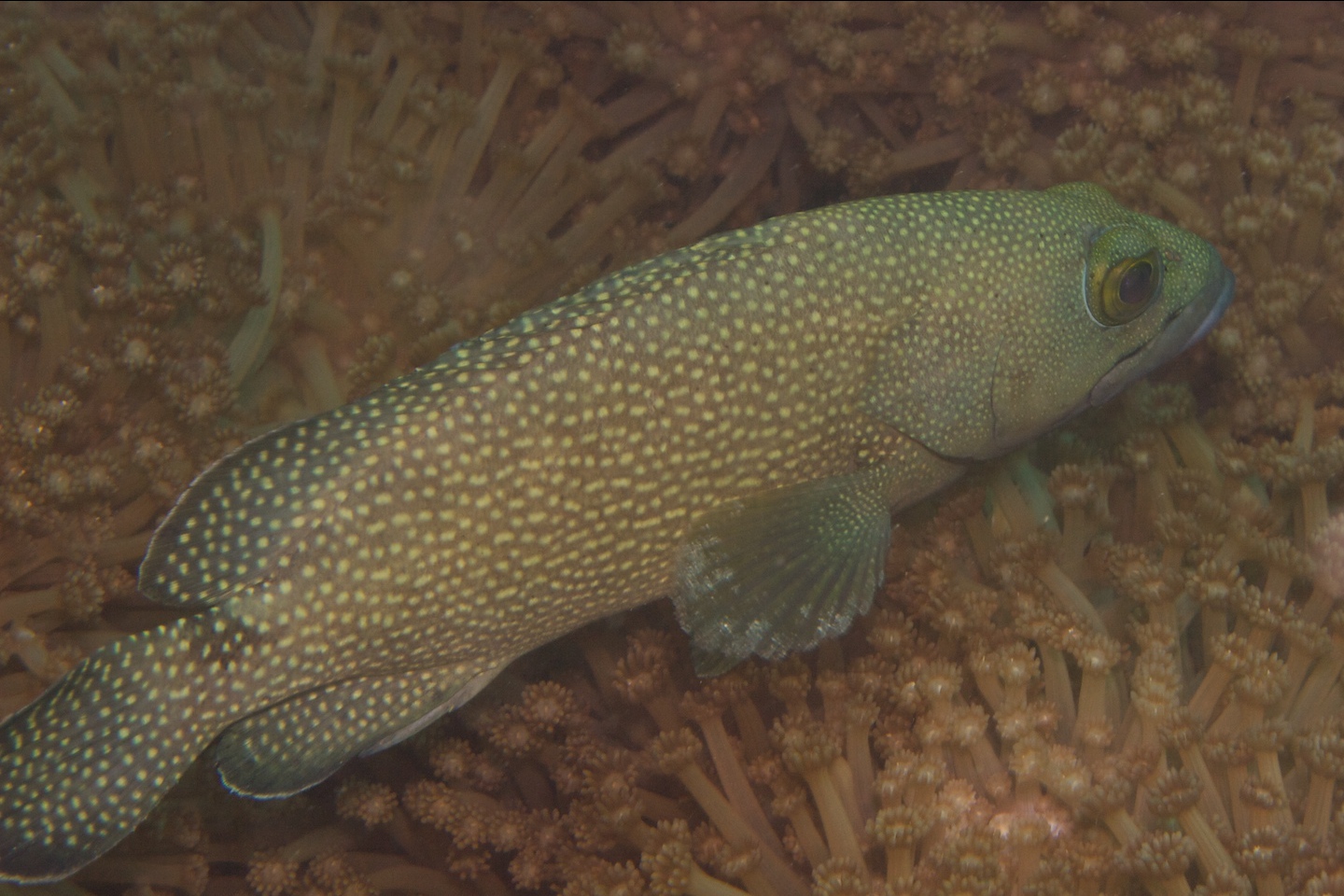 White-streaked grouper