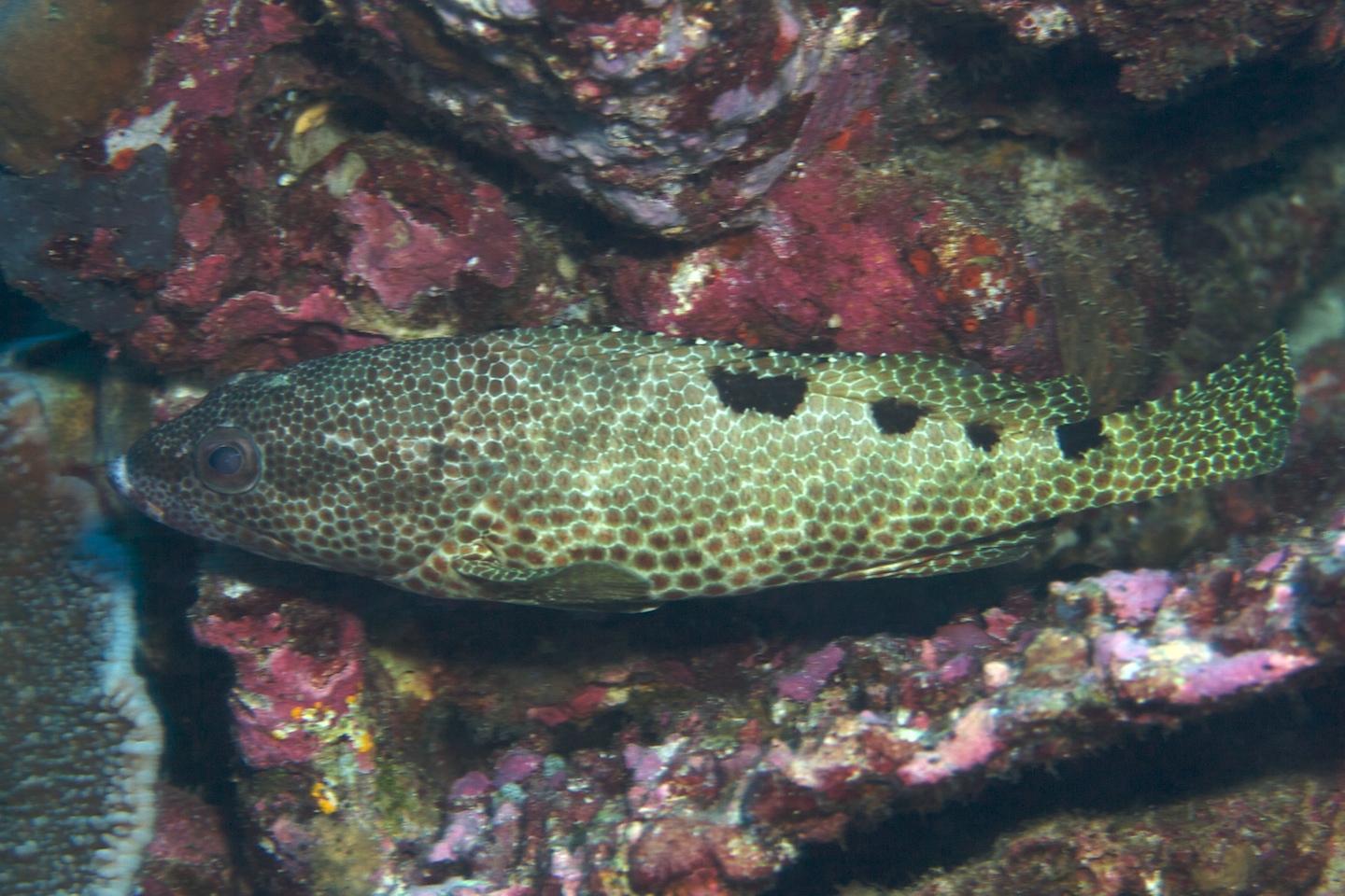 Foursaddle grouper