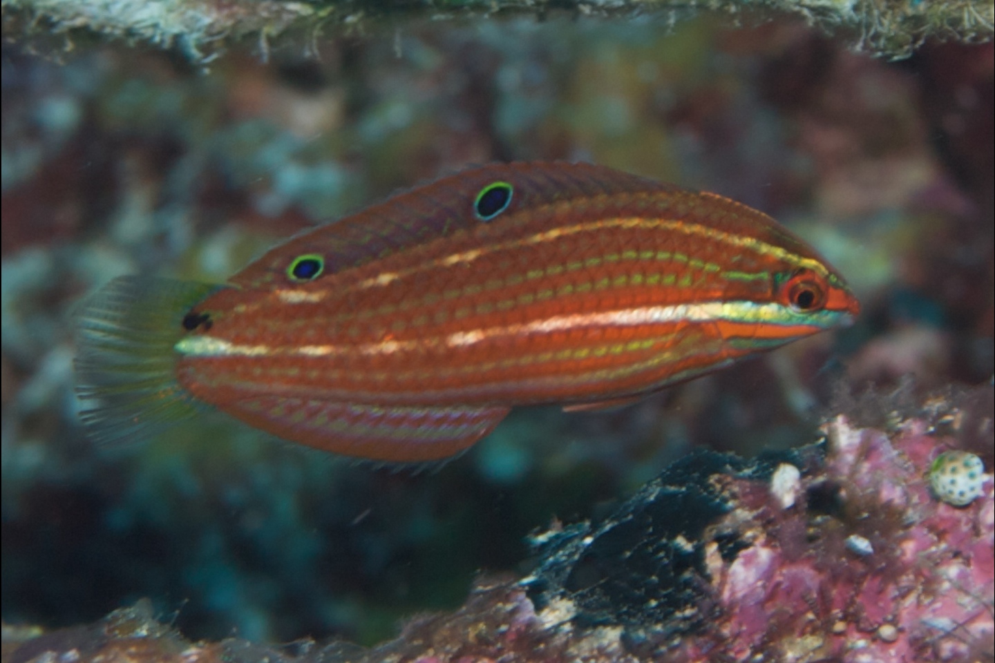 Red-lined wrasse