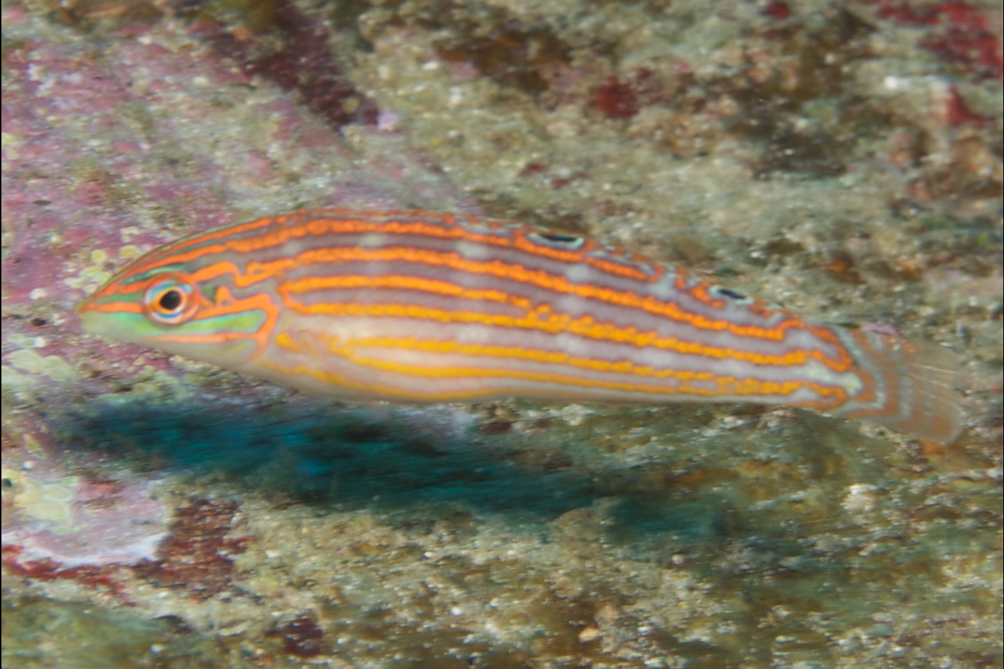 Cosmetic wrasse