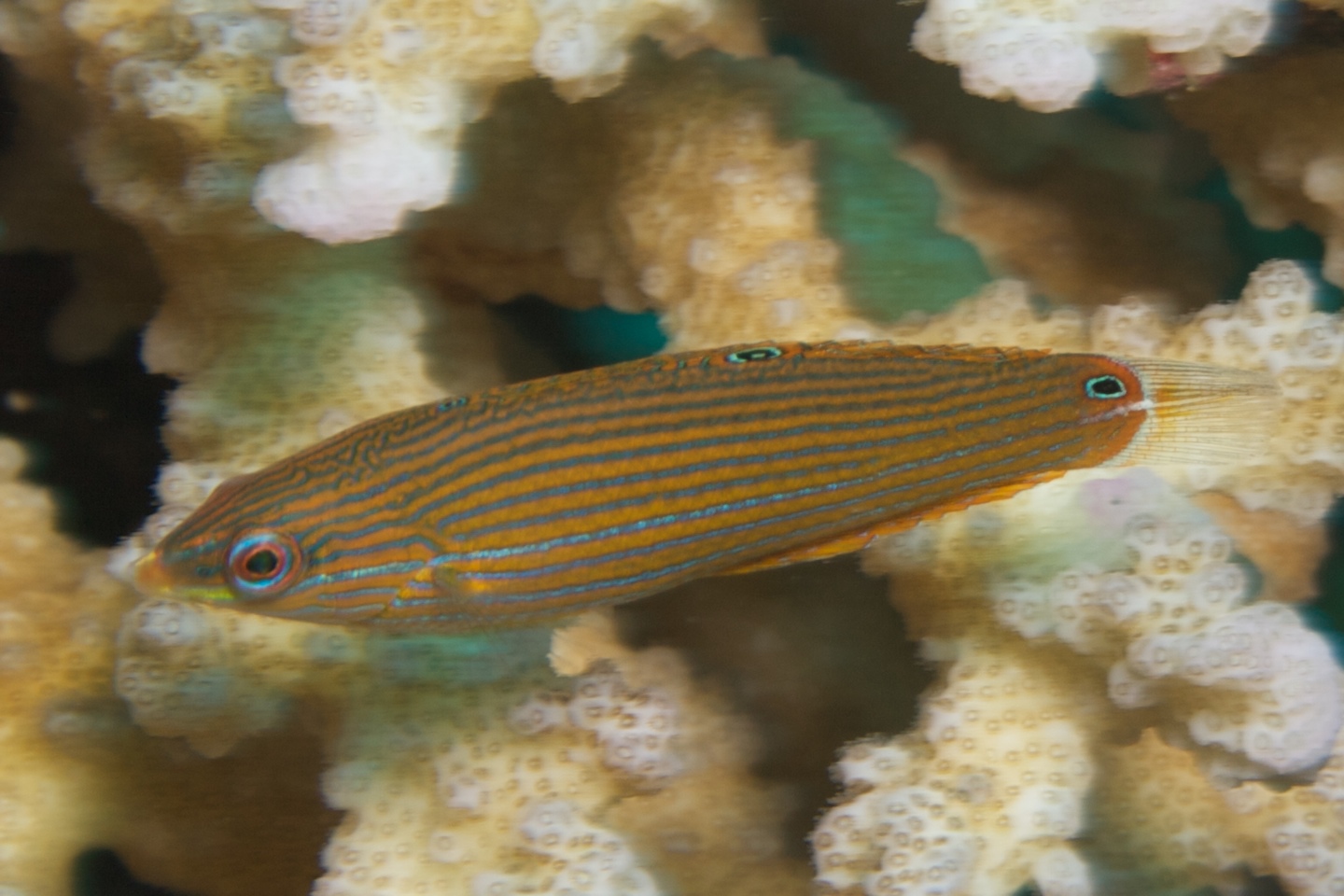 Pinstriped wrasse