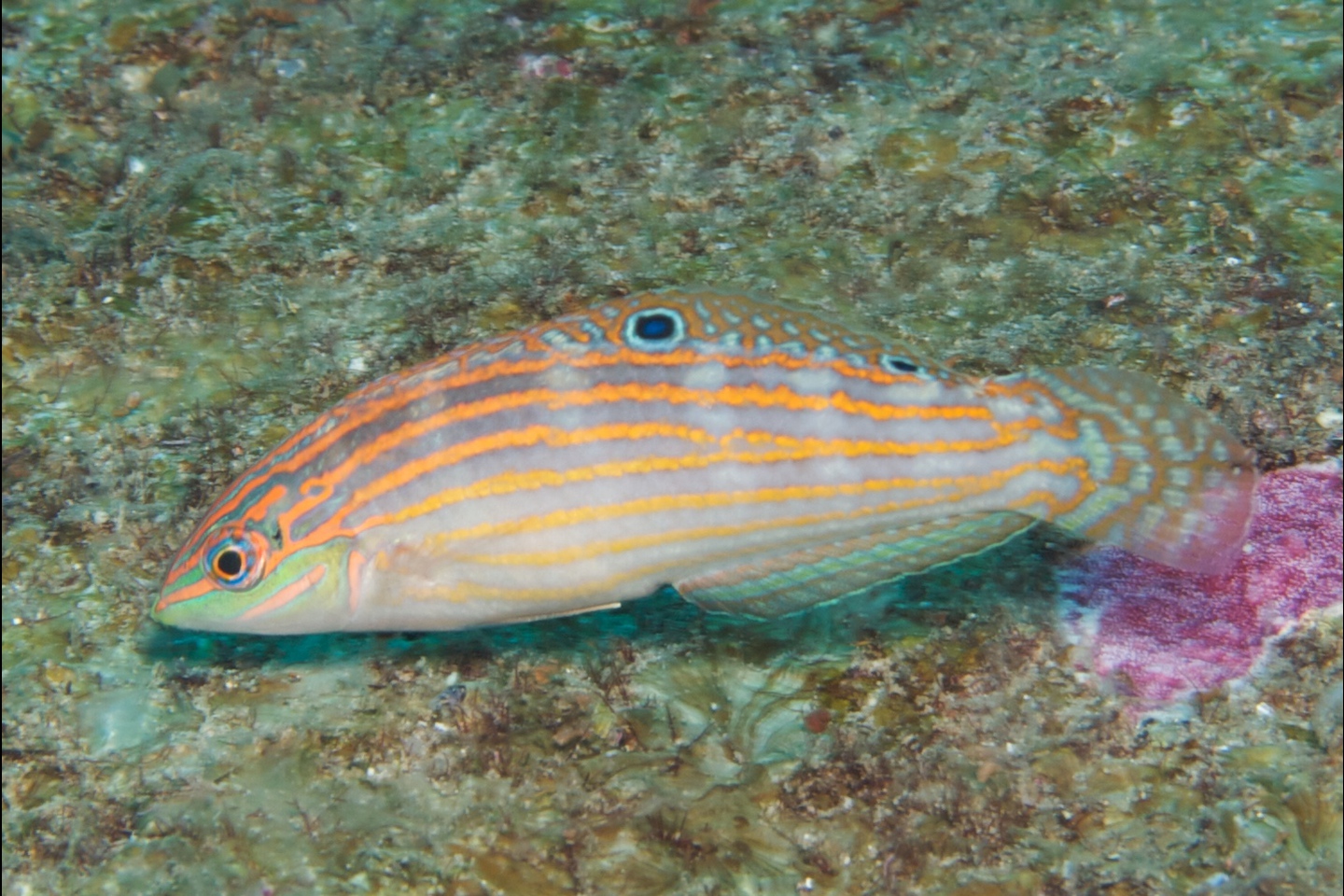 Indian pinstriped wrasse