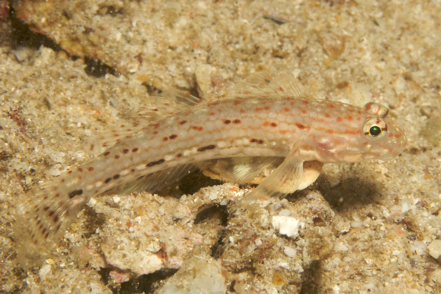 Decorated goby