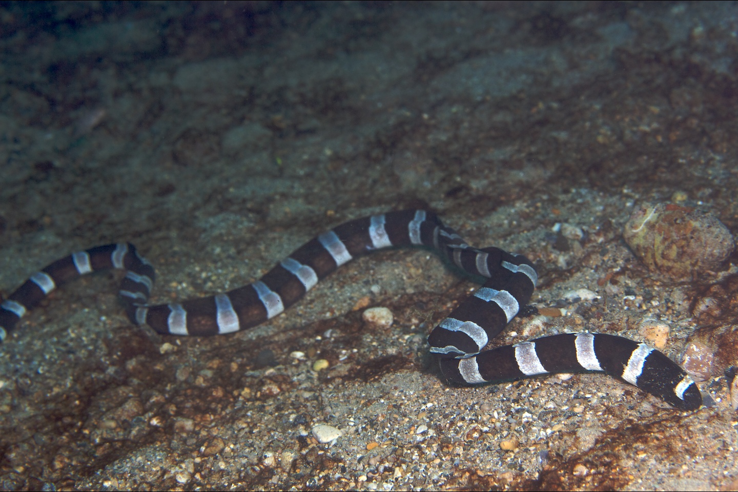 Saddled snake eel