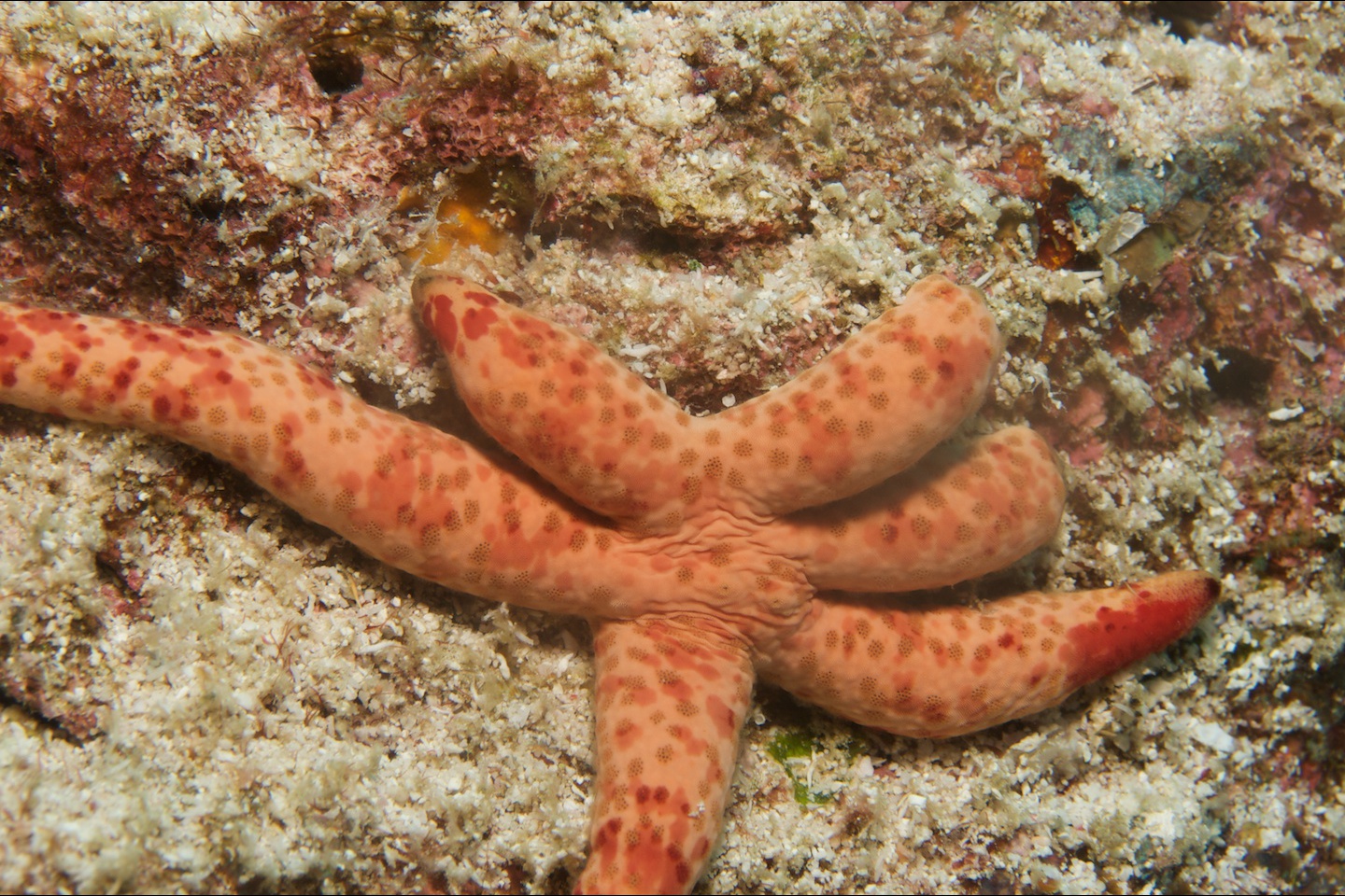 Multipore sea star