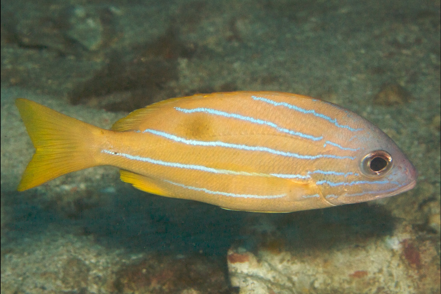 Five-lined snapper