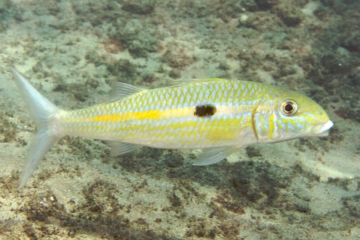 Yellowstripe goatfish
