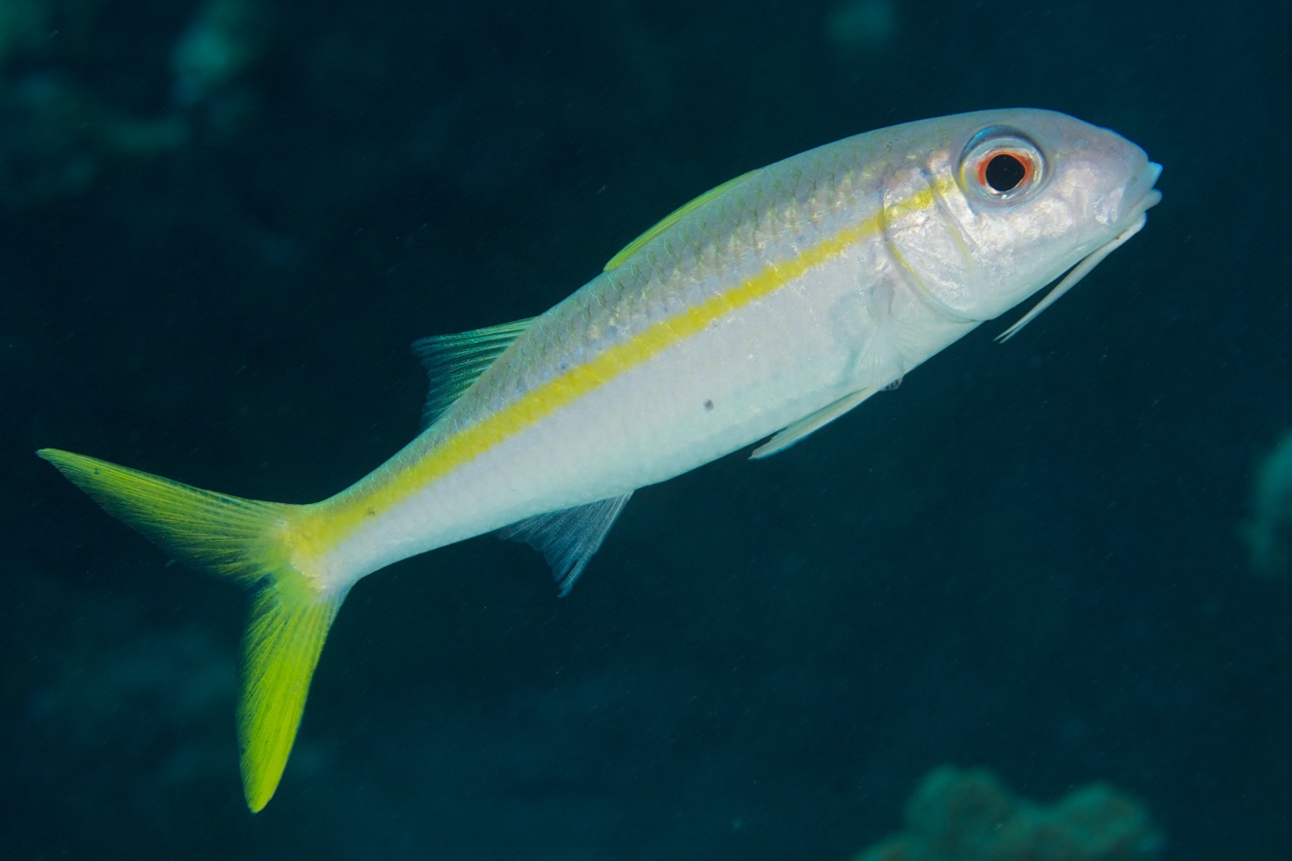 Yellow goatfish