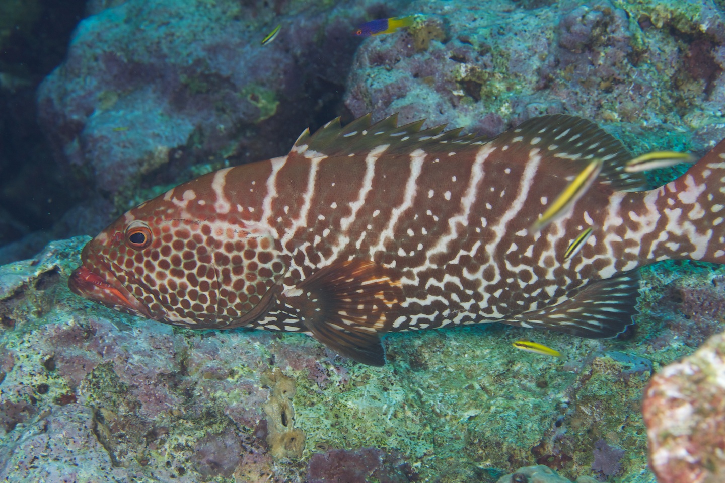 Tiger grouper