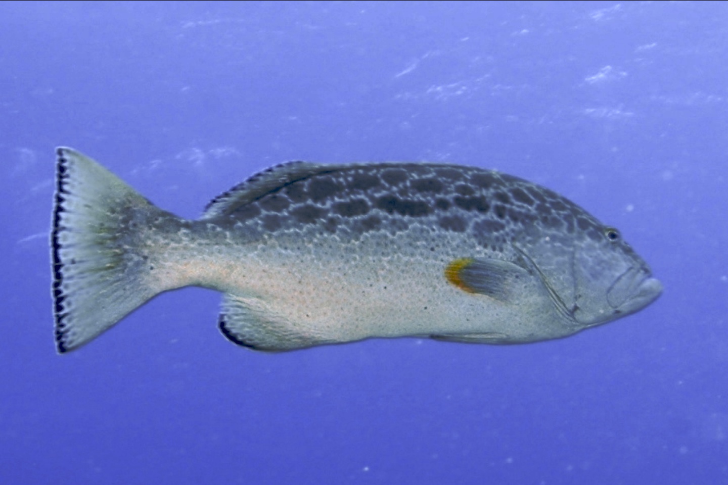Yellowfin grouper