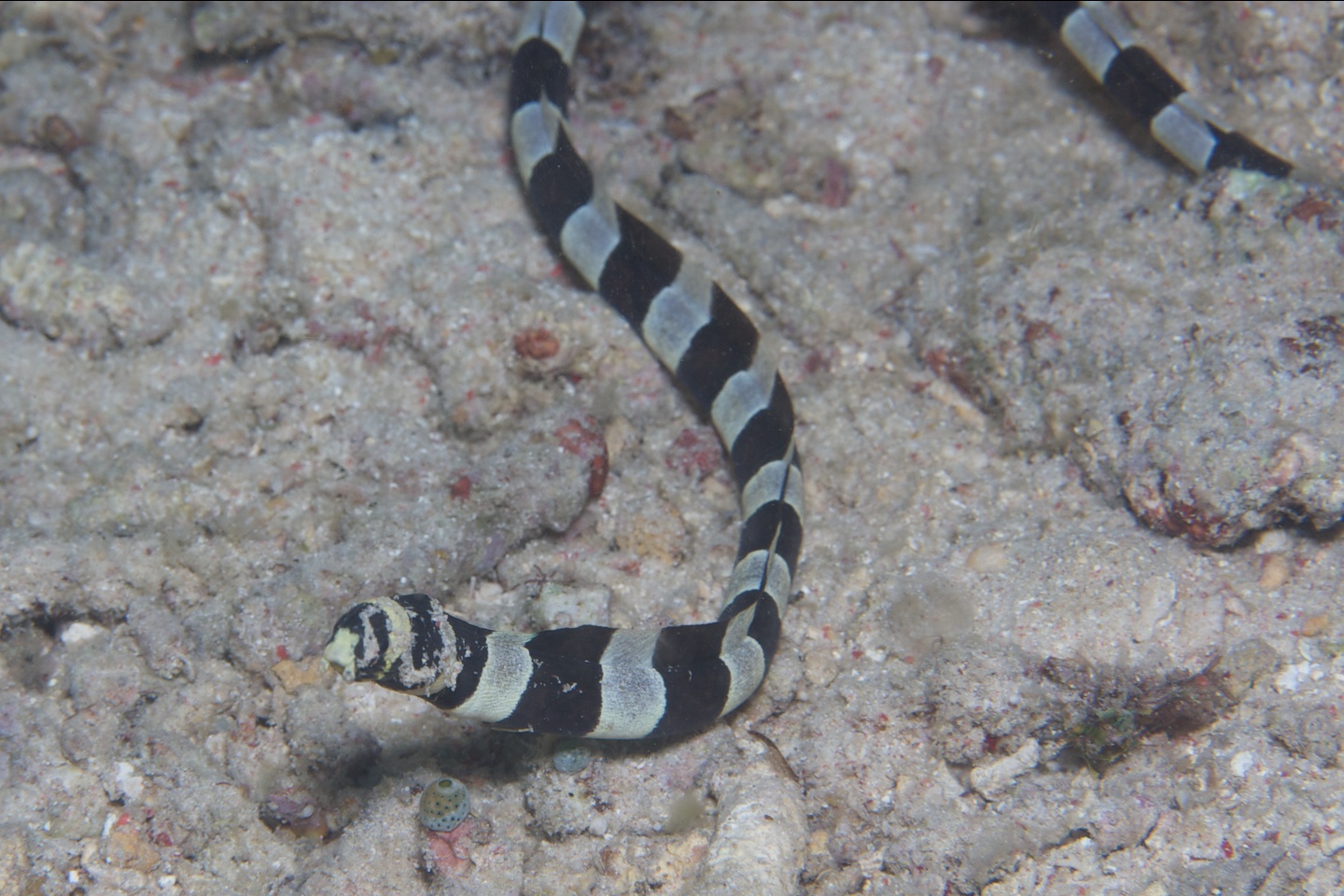 Banded snake eel