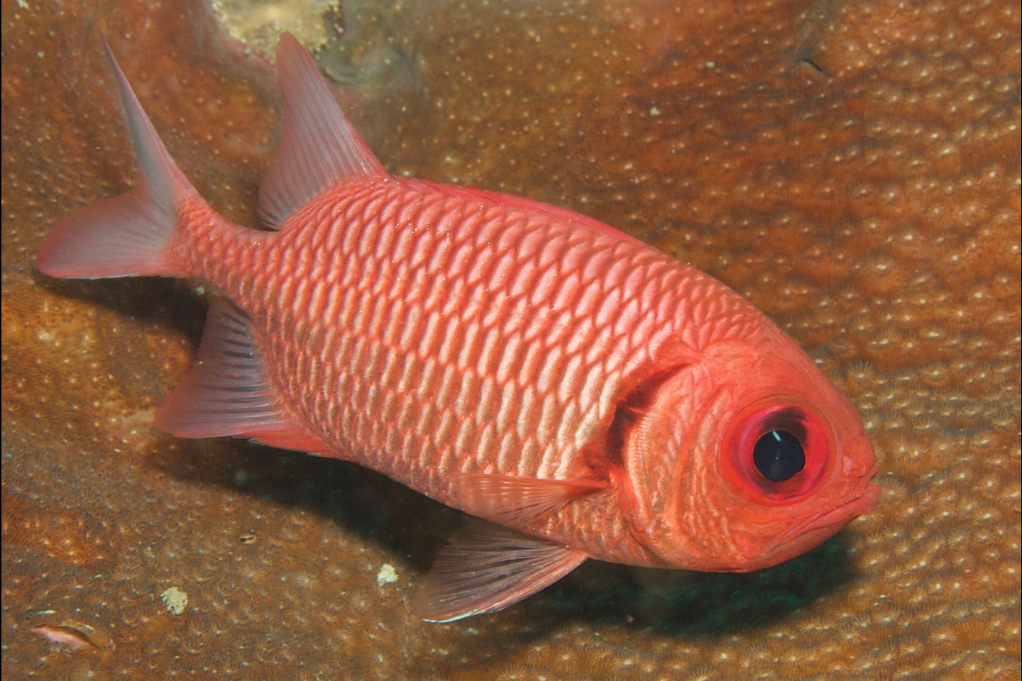 Double-tooth soldierfish