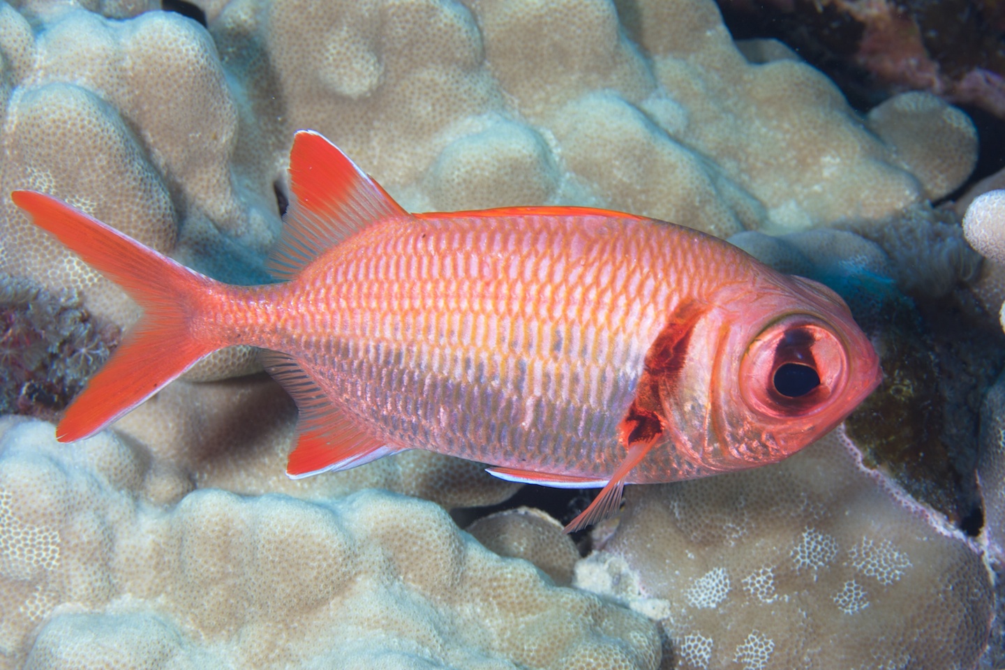 Epaulette soldierfish