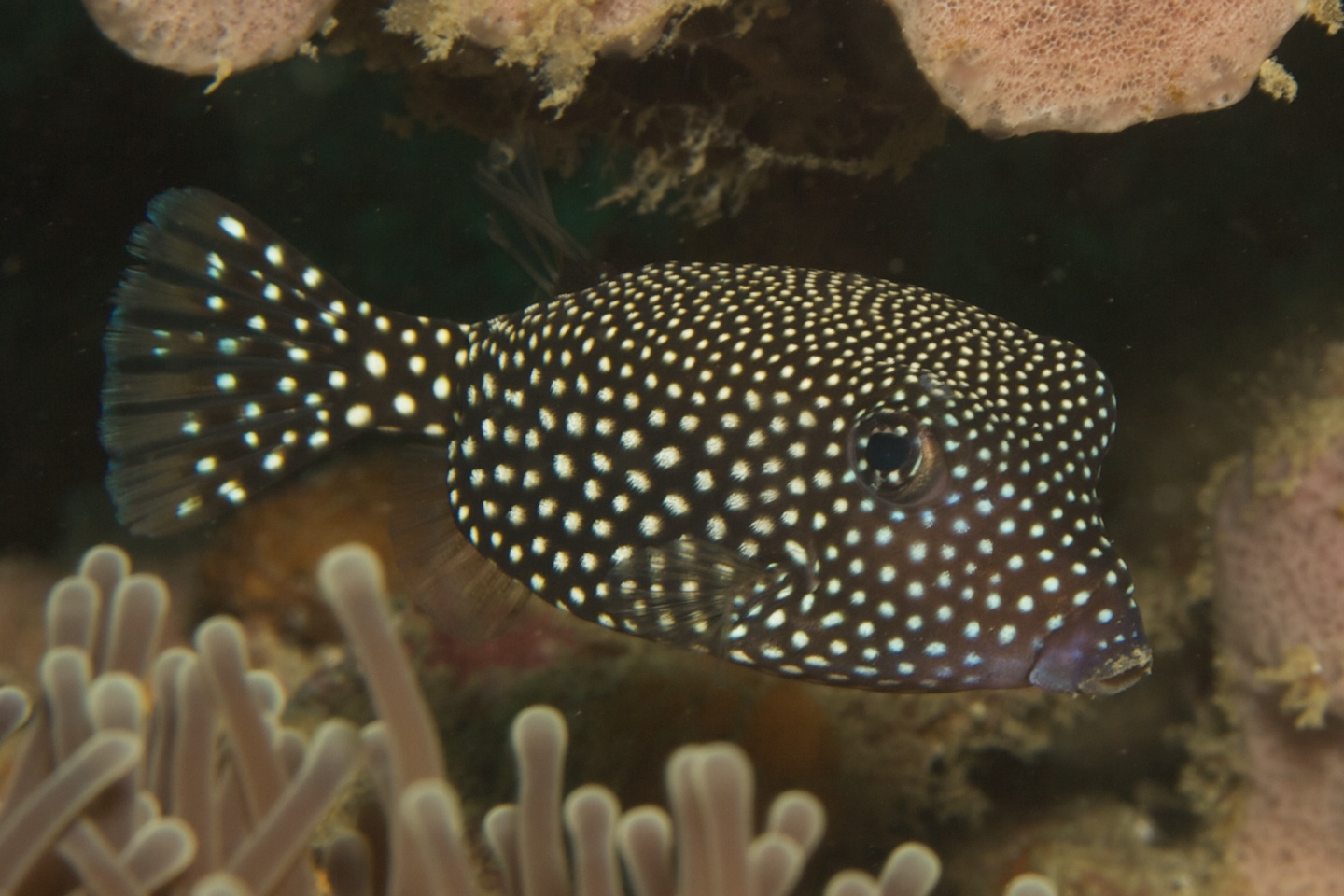 White-spotted boxfish