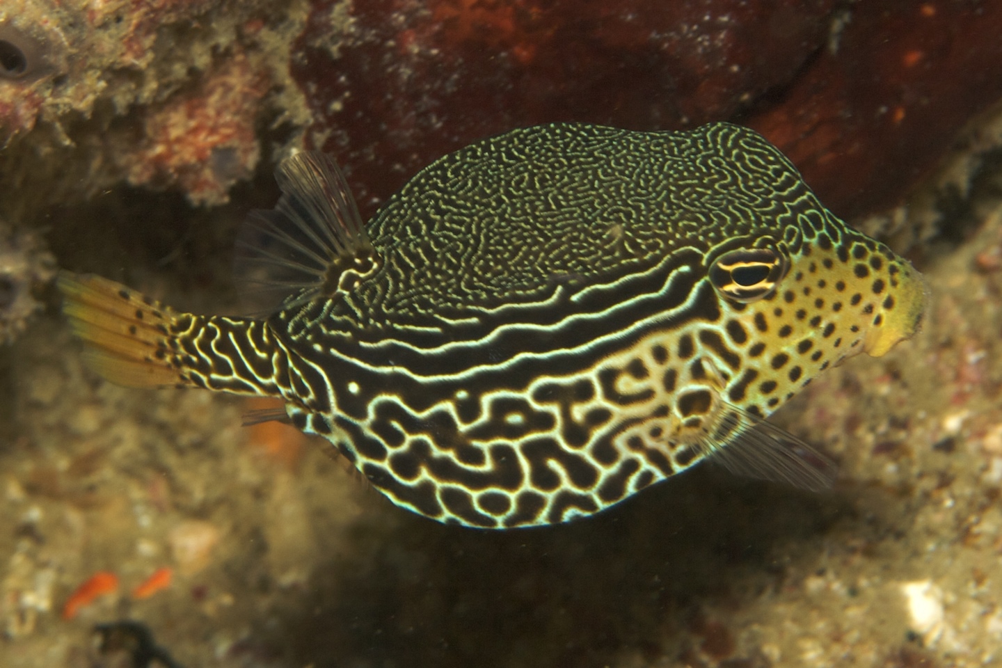 Reticulate boxfish