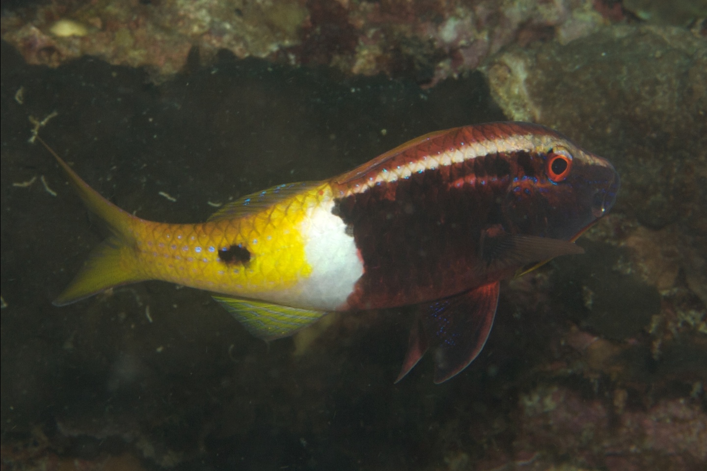 Bicolor goatfish
