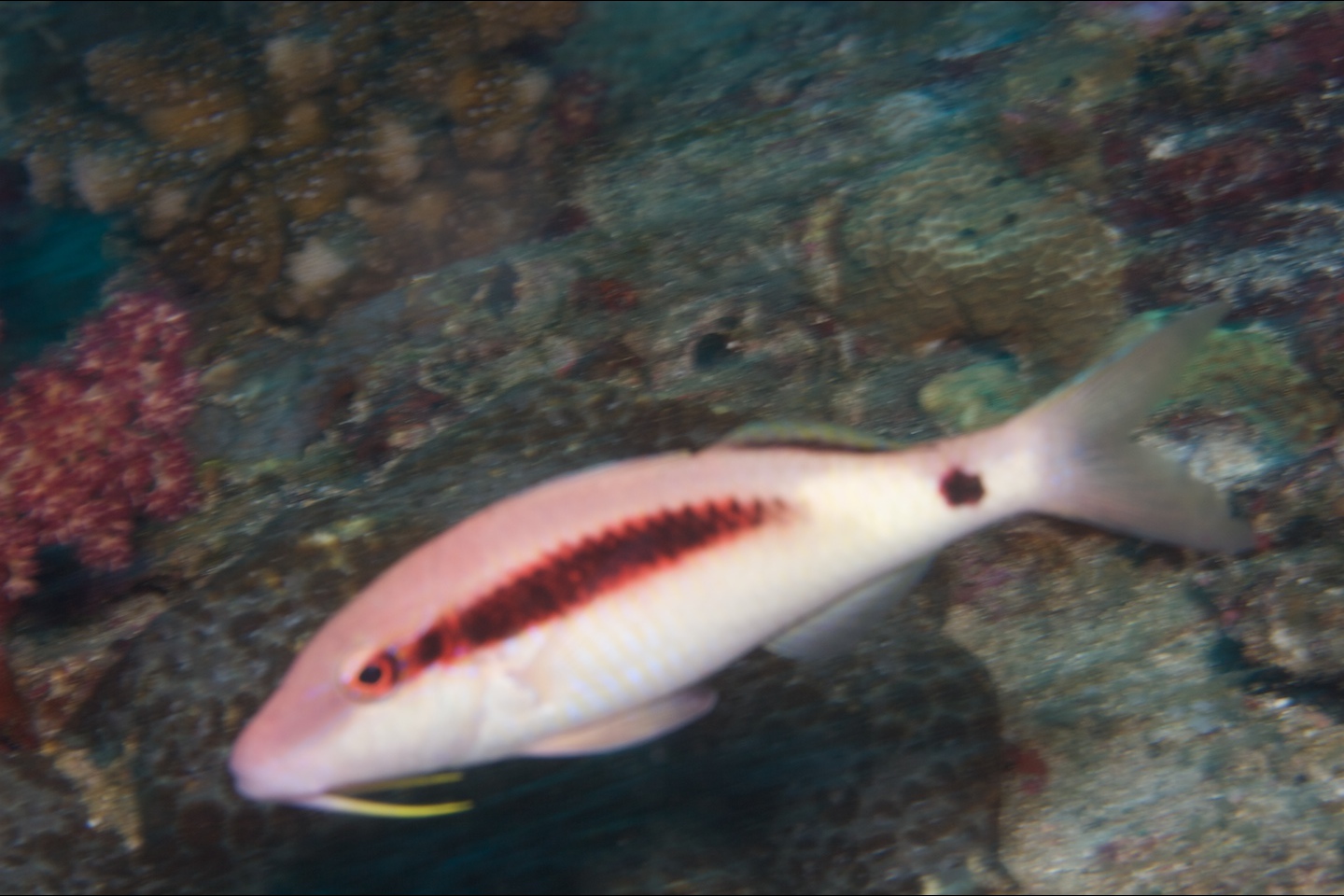 Longbarrel goatfish