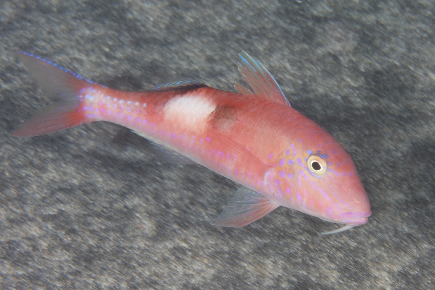 Sidespot goatfish