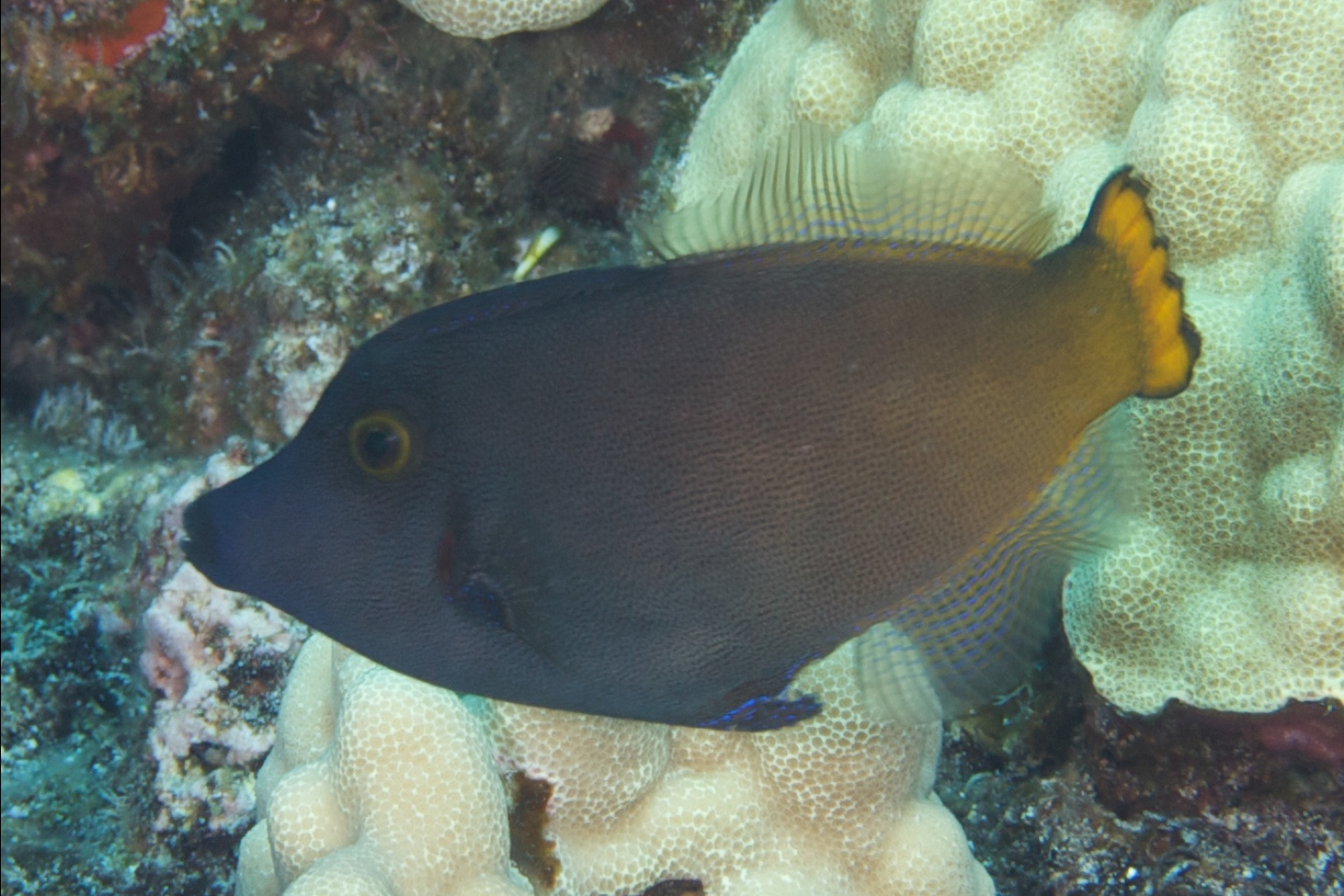Yellowtail filefish