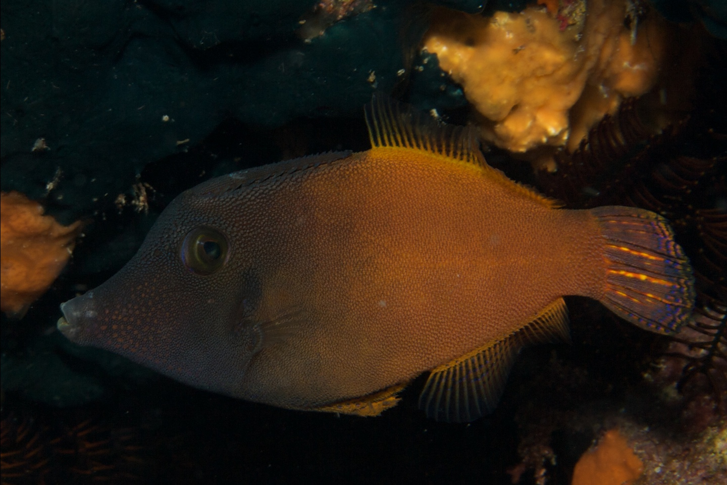 Blackheaded filefish