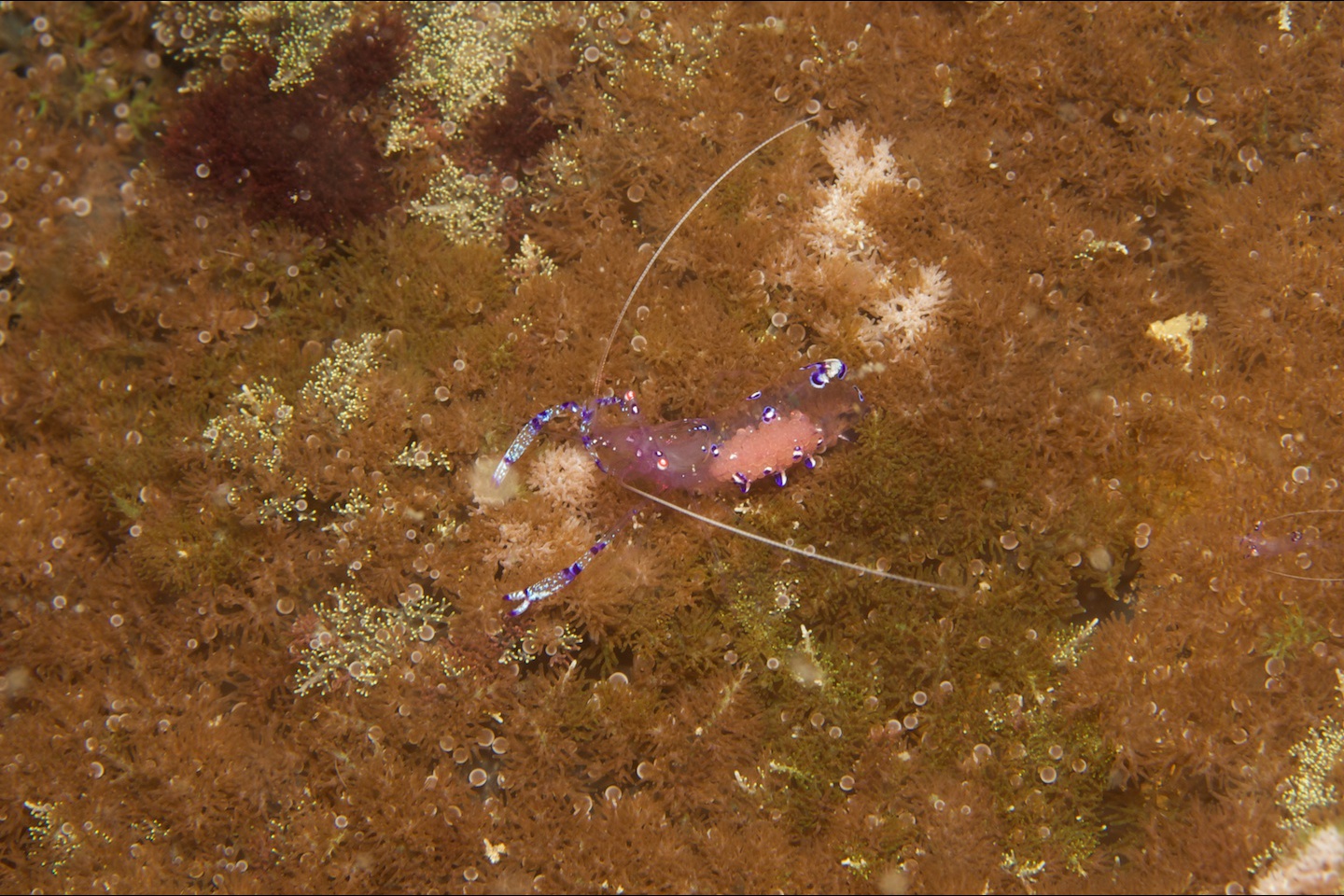 Sarasvati anemone shrimp