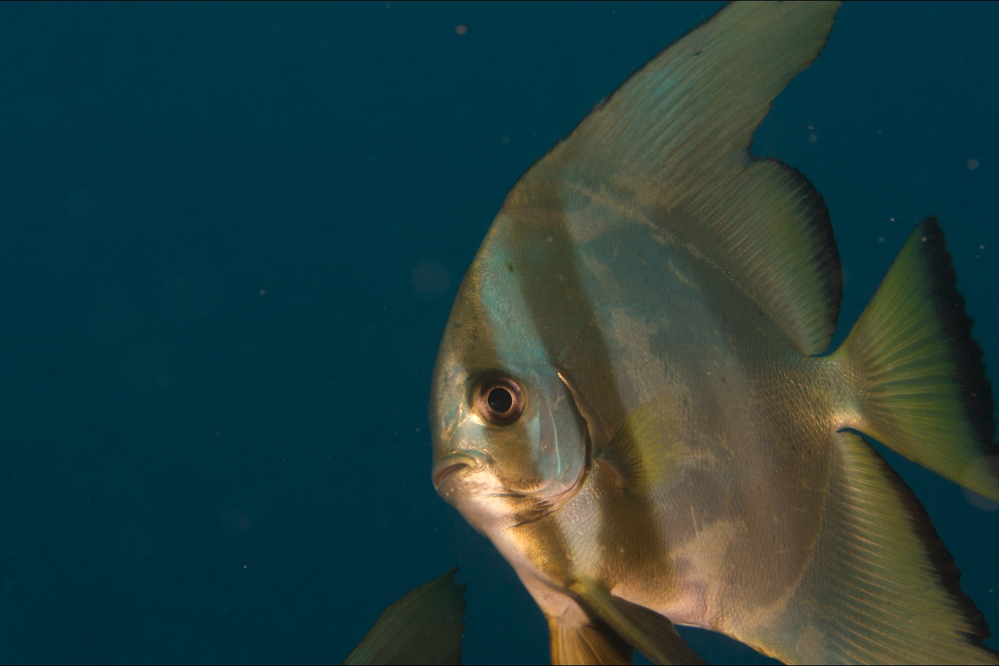 Golden spadefish