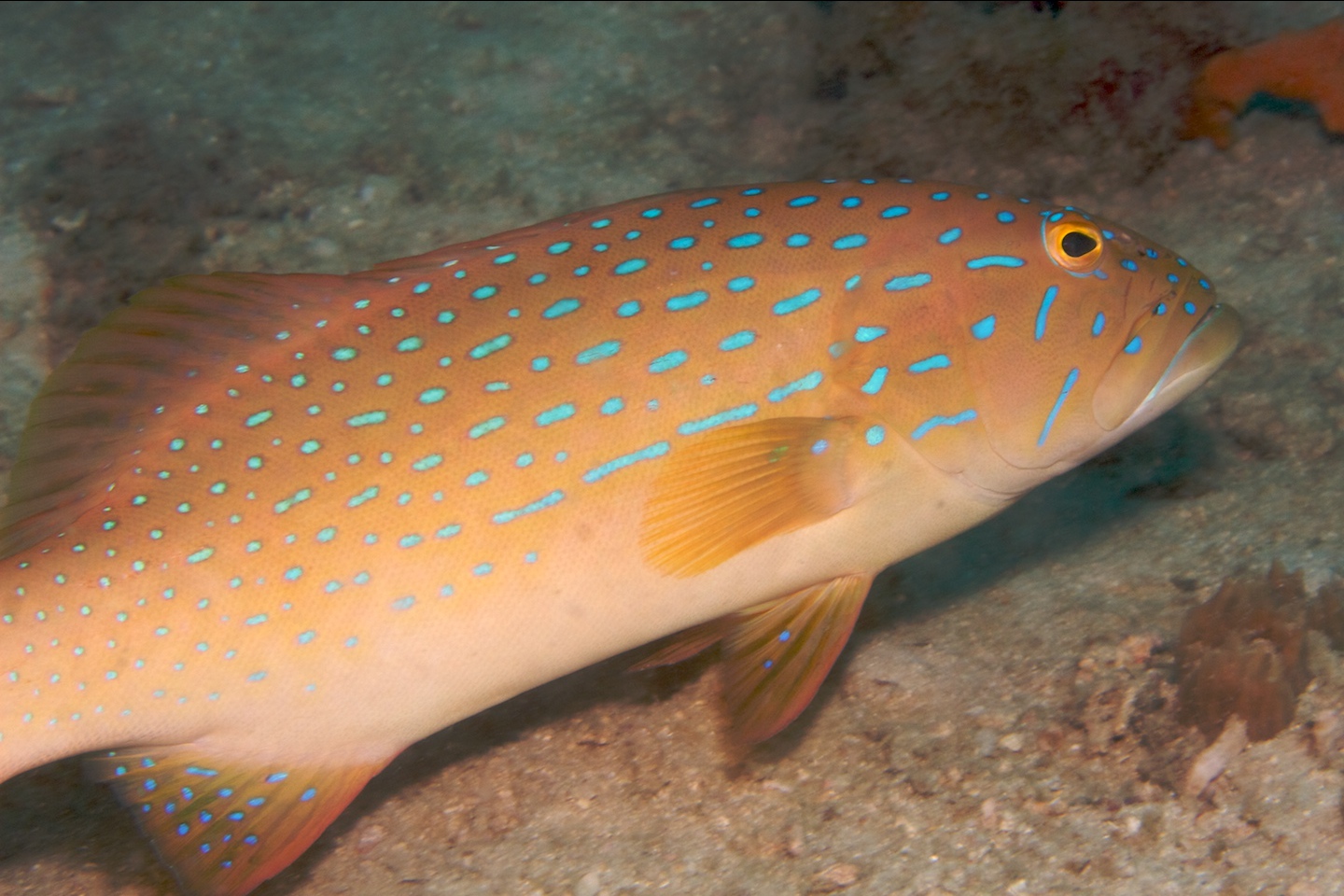 Spotted coralgrouper